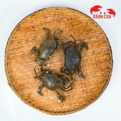 Alternative view of Cua Gạch Nhỏ (Size 4 Con/Kg)