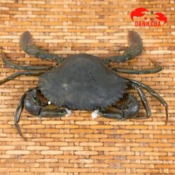 Alternative view of Cua Thịt Nhỏ (Size 4 Con/kg)